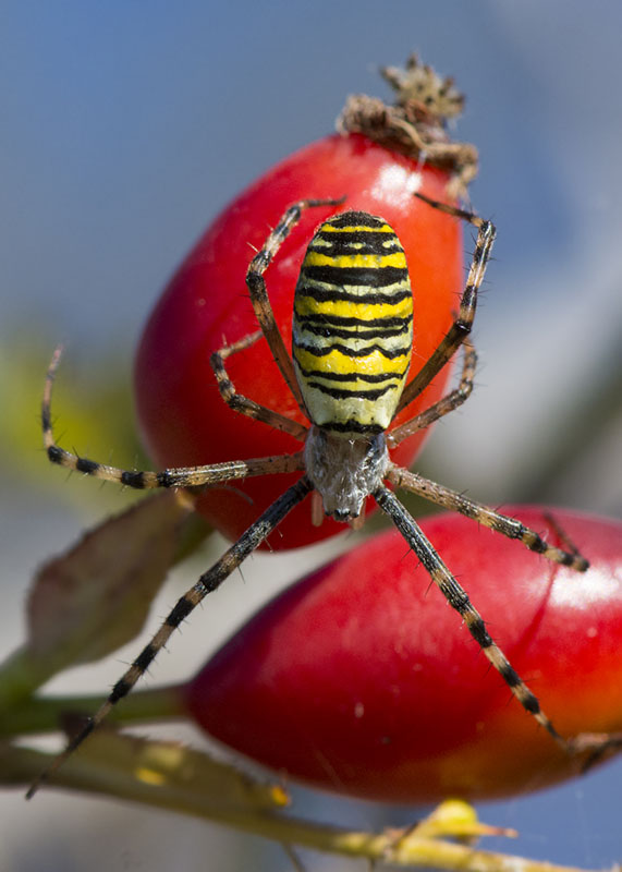 Argiope bruennichi, femmina - P.N. del Gran Sasso